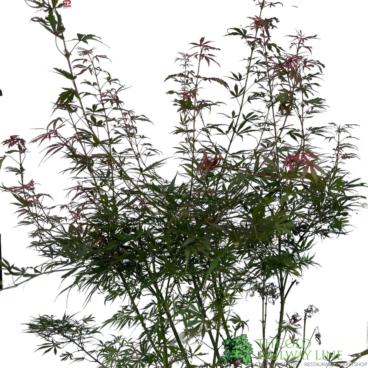 Acer palmatum 'Jerre Schwartz' Japanese Maple Tree 7.5Ltr Pot