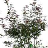 Acer palmatum 'Jerre Schwartz' Japanese Maple Tree 7.5Ltr Pot