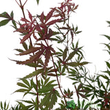 Acer palmatum 'Jerre Schwartz' Japanese Maple Tree 7.5Ltr Pot
