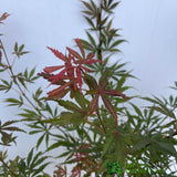 Acer palmatum 'Jerre Schwartz' Japanese Maple Tree 7.5Ltr Pot