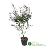 Acer palmatum 'Jerre Schwartz' Japanese Maple Tree 7.5Ltr Pot