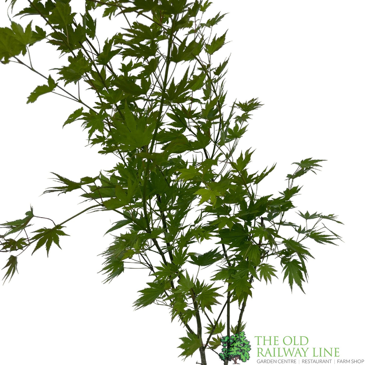 Acer shirasawanum 'Jordan' Tree - 5Ltr Pot