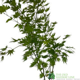 Acer shirasawanum 'Jordan' Tree - 5Ltr Pot