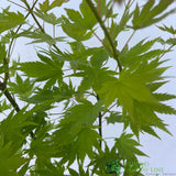 Acer shirasawanum 'Jordan' Tree - 5Ltr Pot