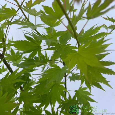 Acer shirasawanum 'Jordan' Tree - 5Ltr Pot