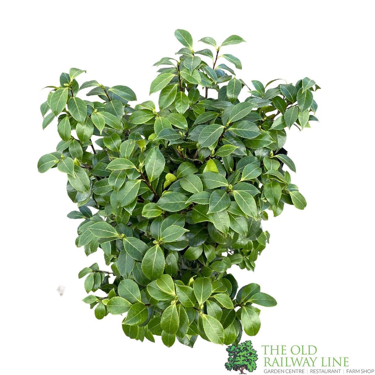 Camellia japonica 'Bonomiana' Plant 10 Ltr Pot