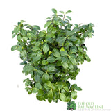 Camellia japonica 'Bonomiana' Plant 10 Ltr Pot