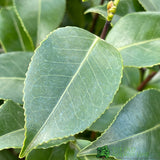 Camellia japonica 'Mary Williams' Plant 10 Ltr Pot