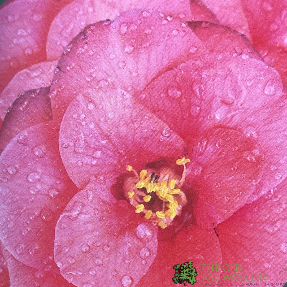 Camellia japonica 'Mary Williams' Plant 10 Ltr Pot