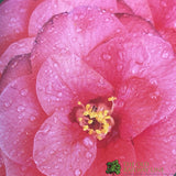 Camellia japonica 'Mary Williams' Plant 10 Ltr Pot