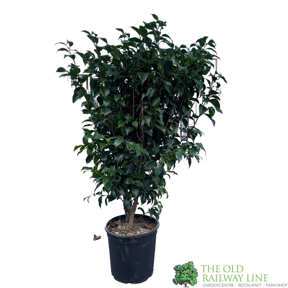 Camellia japonica 'Mary Williams' Plant 10 Ltr Pot