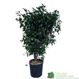 Camellia japonica 'Mary Williams' Plant 10 Ltr Pot