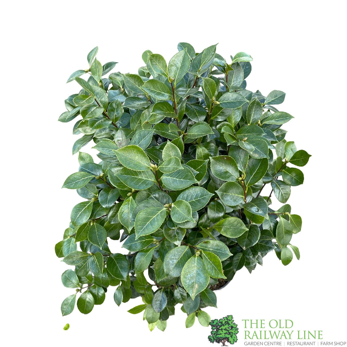 Camellia japonica 'Triumphant' Plant 10 Ltr Pot