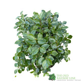 Camellia japonica 'Triumphant' Plant 10 Ltr Pot