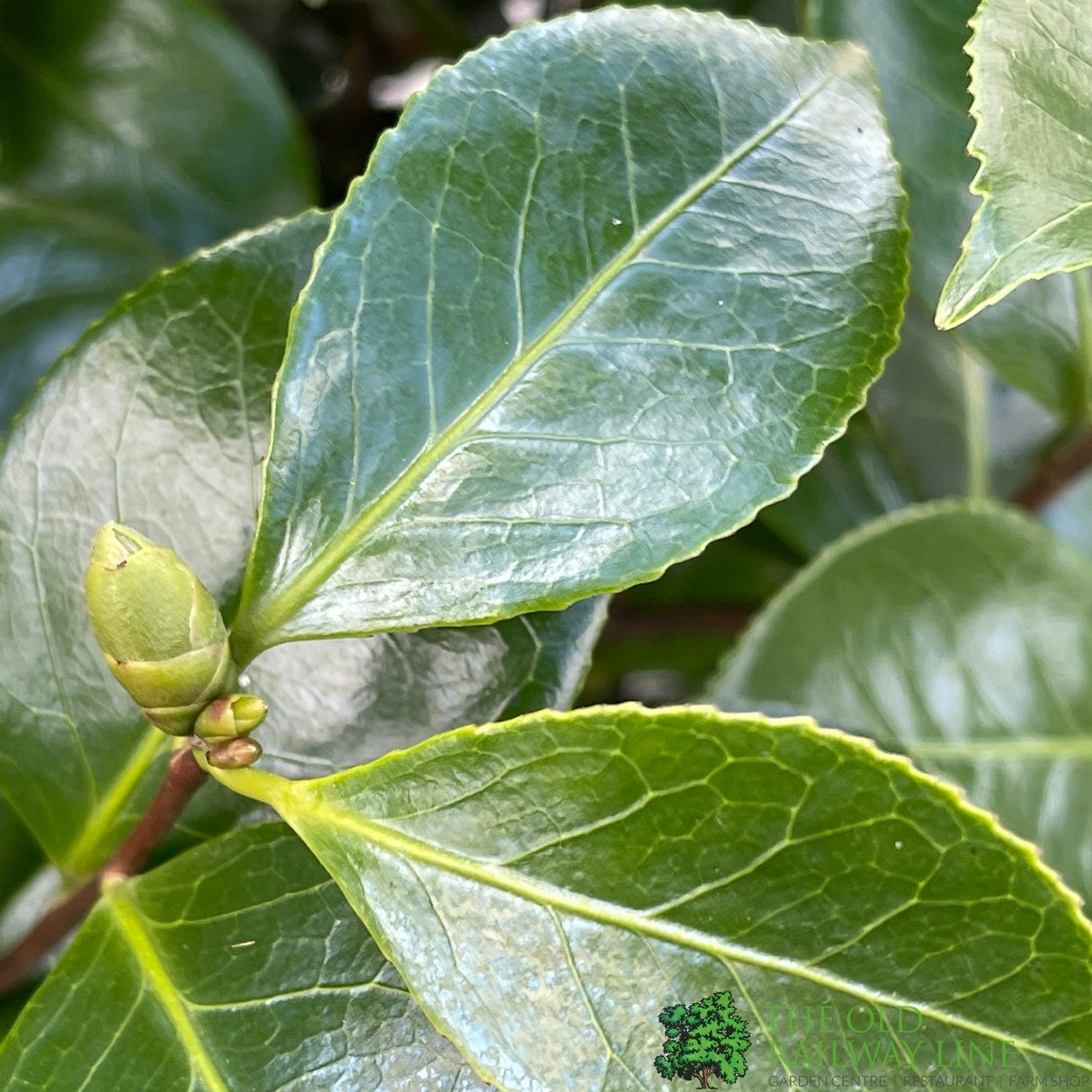 Camellia japonica 'Triumphant' Plant 10 Ltr Pot