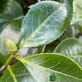 Camellia japonica 'Triumphant' Plant 10 Ltr Pot