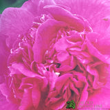 Camellia japonica 'Triumphant' Plant 10 Ltr Pot