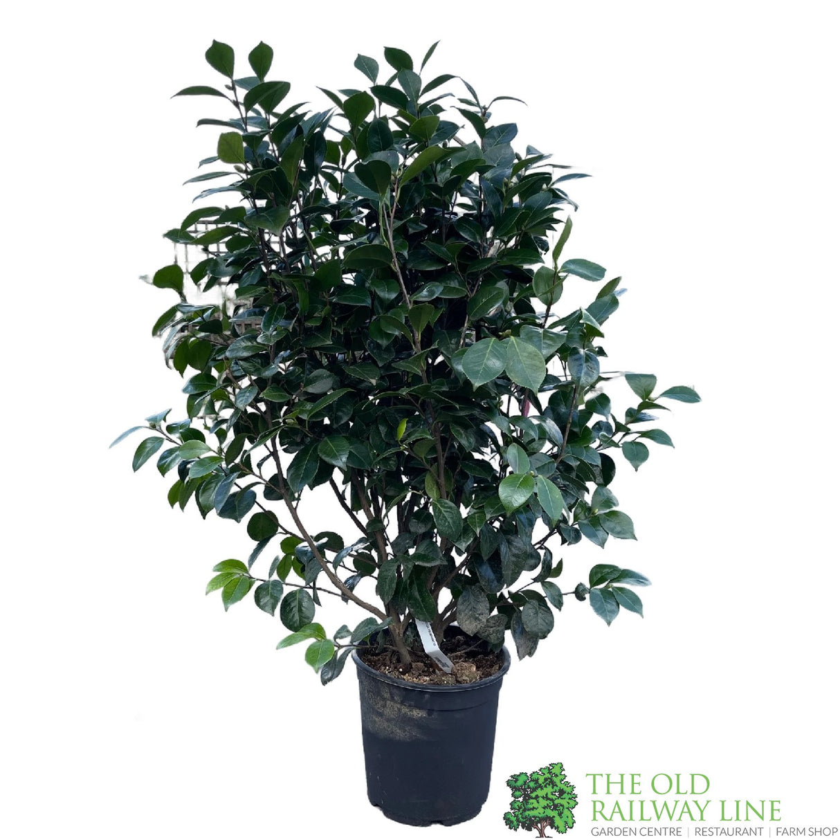 Camellia japonica 'Triumphant' Plant 10 Ltr Pot
