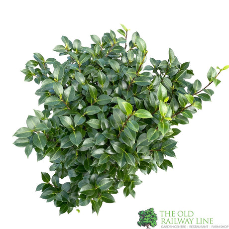 Camellia japonica 'Mrs Tingley' Plant 10 Ltr Pot