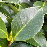 Camellia japonica 'Mrs Tingley' Plant 10 Ltr Pot