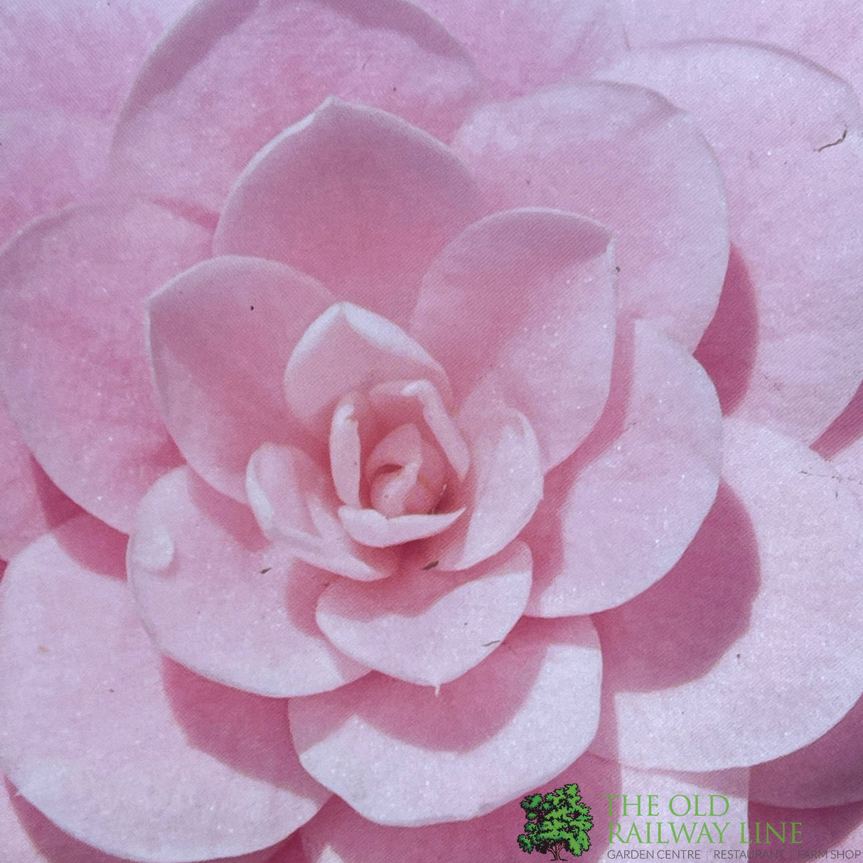 Camellia japonica 'Mrs Tingley' Plant 10 Ltr Pot