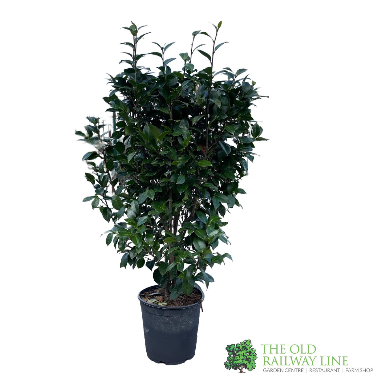 Camellia japonica 'Mrs Tingley' Plant 10 Ltr Pot