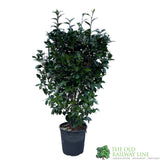 Camellia japonica 'Mrs Tingley' Plant 10 Ltr Pot