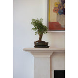 Woodlodge 38cm Green Glazed Oval Bonsai Pot