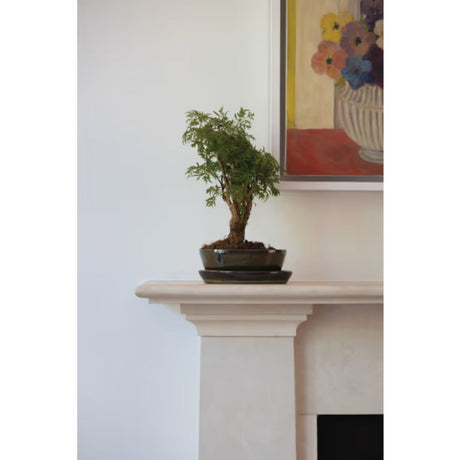 Woodlodge 38cm Green Glazed Oval Bonsai Pot