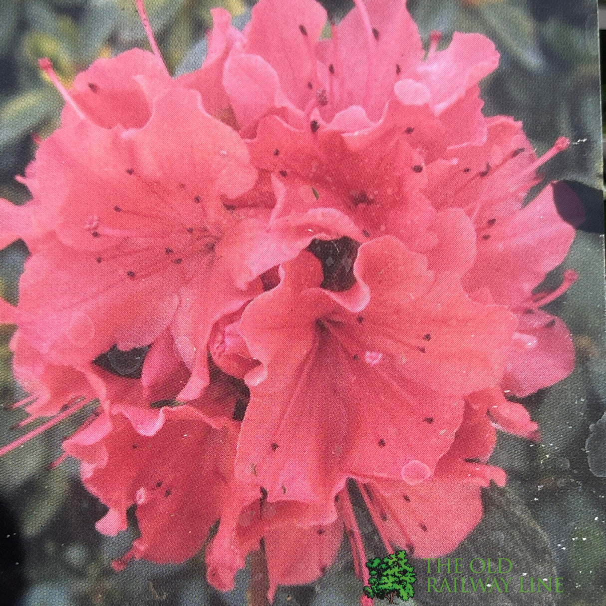 Azalea japonica 'Geisha Orange' Plant 2Ltr
