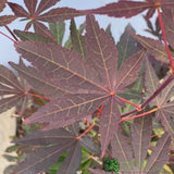 Acer palmatum 'Atropurpureum' Japanese Maple Tree - 3Ltr Pot