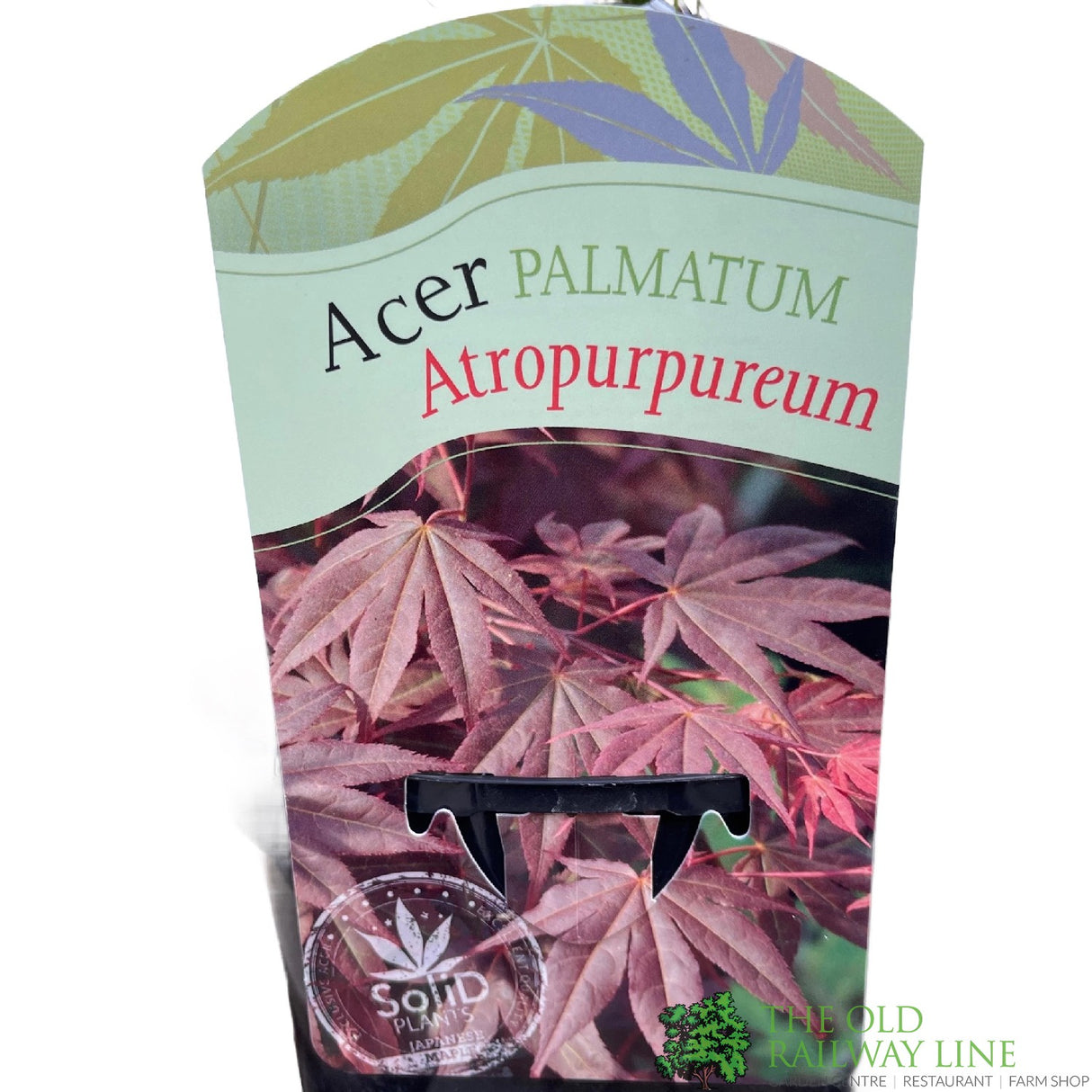 Acer palmatum 'Atropurpureum' Japanese Maple Tree - 3Ltr Pot