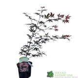 Acer palmatum 'Atropurpureum' Japanese Maple Tree - 3Ltr Pot