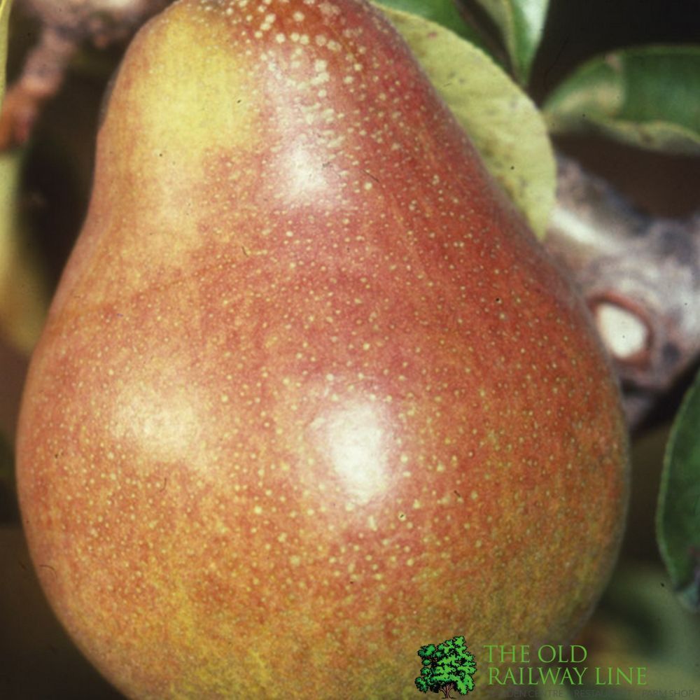 Frank P Matthews 'Doyenne du Comice' Pear Fruit Tree- 12 Ltr Pot