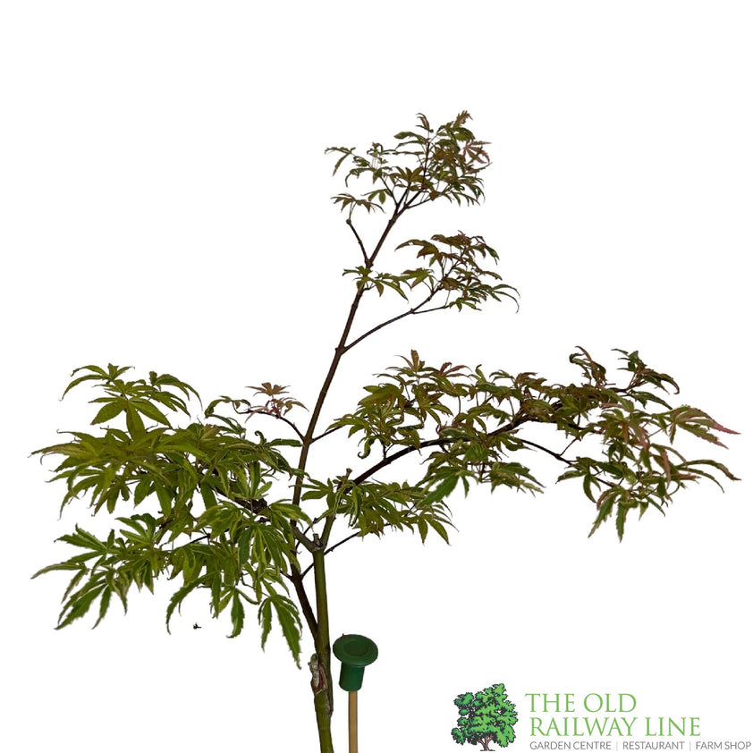 Acer palmatum 'Pink Passion' Japanese Maple Standard 3Ltr Pot – Old ...