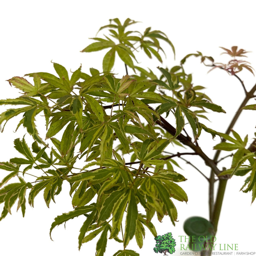 Acer palmatum 'Pink Passion' Japanese Maple Standard 3Ltr Pot – Old ...