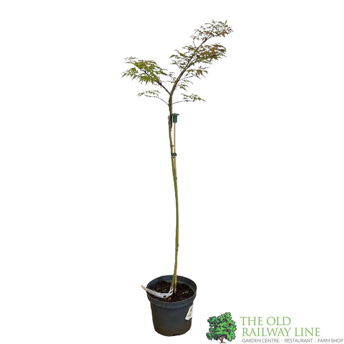 Acer palmatum 'Pink Passion' Japanese Maple Standard 3Ltr Pot – Old ...