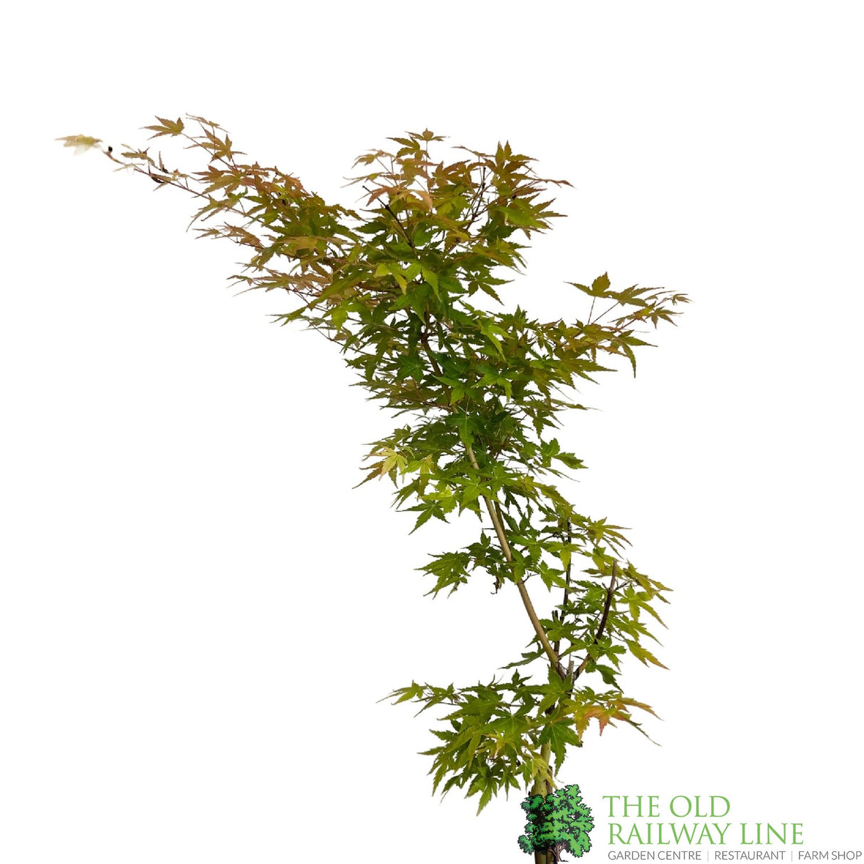 Acer palmatum 'Little Princess' Japanese Maple Tree Half-Standard - 15Ltr Pot