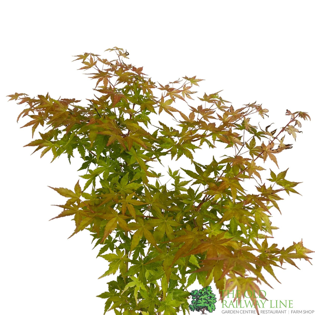 Acer palmatum 'Little Princess' Japanese Maple Tree Half-Standard - 15Ltr Pot