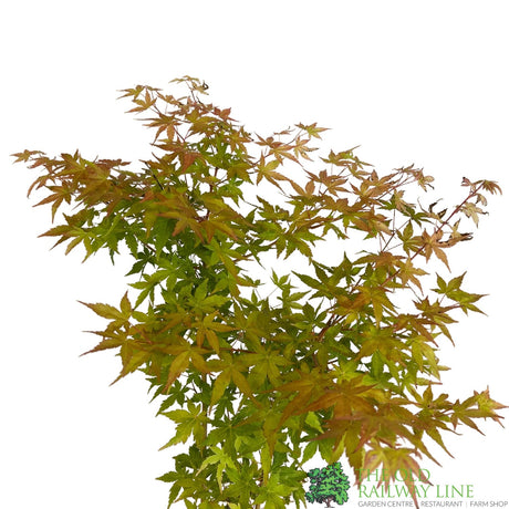 Acer palmatum 'Bi-Hoo' Japanese Maple Tree Standard - 3Ltr Pot