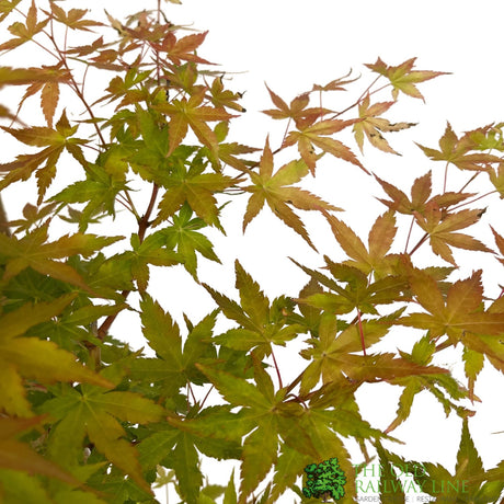 Acer palmatum 'Bi-Hoo' Japanese Maple Tree Standard - 3Ltr Pot
