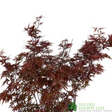 Acer palmatum 'Skeeter's Broom' Japanese Maple Tree - 10Ltr Pot