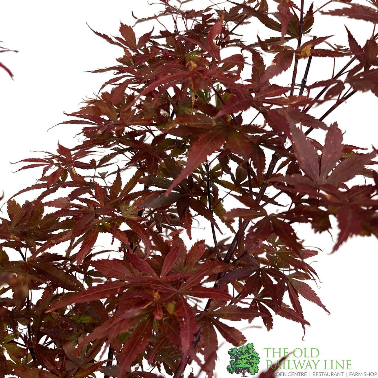 Acer palmatum 'Skeeter's Broom' Japanese Maple Tree - 10Ltr Pot