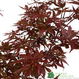 Acer palmatum 'Skeeter's Broom' Japanese Maple Tree - 10Ltr Pot