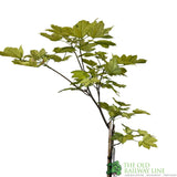 Acer pseudoplatanus 'Simon-Louis Freres' Sycamore Maple Tree - 5Ltr Pot