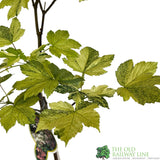Acer pseudoplatanus 'Simon-Louis Freres' Sycamore Maple Tree - 5Ltr Pot