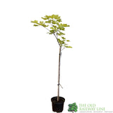 Acer pseudoplatanus 'Simon-Louis Freres' Sycamore Maple Tree - 5Ltr Pot