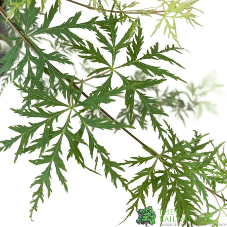 Acer palmatum 'Emerald Lace'  Japanese Maple Tree - 3Ltr Pot