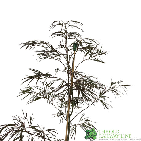 Acer palmatum 'Enkan' Japanese Maple Tree - 3Ltr PotPot