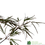 Acer palmatum 'Enkan' Japanese Maple Tree - 3Ltr PotPot